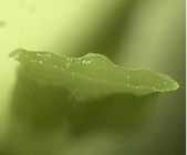 KOLON GLOTECH | KOLON GLOTECH 人工芝 紡糸技術 3-ball(Crimp 原糸用) 断面写真