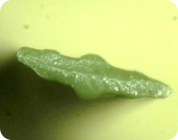 KOLON GLOTECH | KOLON GLOTECH 人工芝 紡糸技術 3-ball(Mono 原糸用) 断面写真