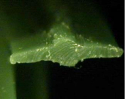 KOLON GLOTECH | KOLON GLOTECH 人工芝 紡糸技術 1-ball 断面写真