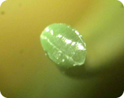 KOLON GLOTECH | KOLON GLOTECH 人工芝 紡糸技術 Circle 断面写真