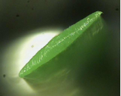 KOLON GLOTECH | KOLON GLOTECH 人工芝 紡糸技術 Diamond 断面写真