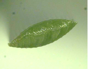 KOLON GLOTECH | KOLON GLOTECH 人工芝 紡糸技術 Ellipse 断面写真