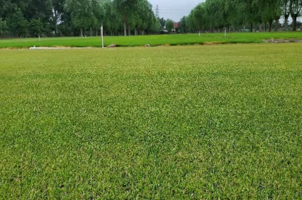 Composite Turf Farm in Shanghai, China_HT45 이미지